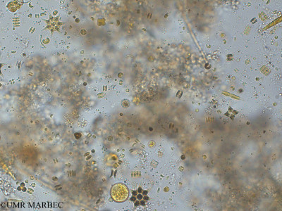 phyto/Pertuis Charentais/Tasdon_st2/PAMPAS 2019-2021/Phacotus sp (TASDON_St2_R1_0719036).tif(copy)_thumb.jpg